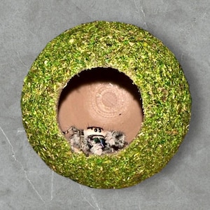 Mossy ball hide for jumping spider