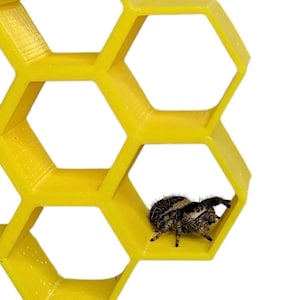 Small honeycomb jumping spider decor - 6 color choices