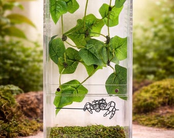 Parete da arrampicata per piante sospese / Decorazione per recinto per ragni saltatori / 2 varianti