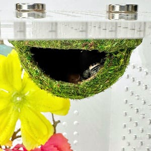 Hanging moss hide for jumping spider