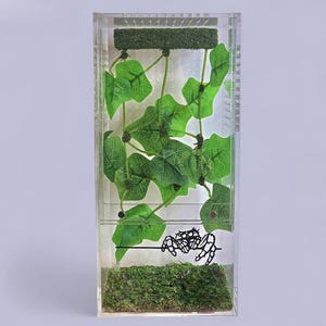 Hanging plant climbing wall for jumping spider -  2 variations