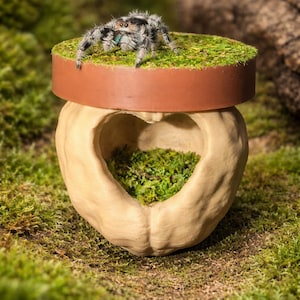 Puede incluir: Imagen detallada de una araña saltarina posada sobre una pequeña plataforma redonda cubierta de musgo verde. La plataforma se encuentra encima de un recipiente beige en forma de corazón lleno de más musgo. El fondo es borroso y musgoso.