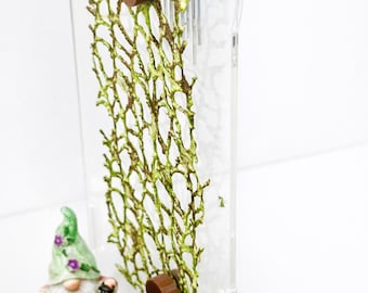 Webbed Moss Ribbon | Jumping Spider Enclosure Decor