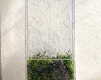 Terrarium Moos für Springspinnen Gehege | Spinnen-Terrarium-Substrat | Spinnenlebensraum | Spinne Gehäuse Essentials