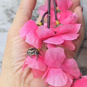 Cherry blossom hanging exercise playground for jumping spider - 4 color choices