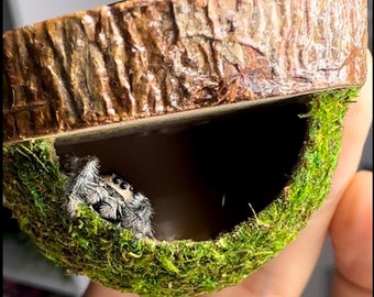 The ORIGINAL hanging moss hide