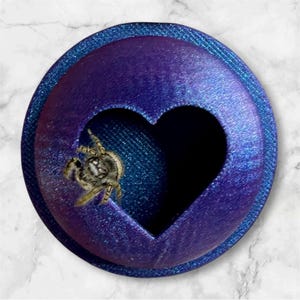 Escondite magnético con forma de corazón para araña saltadora