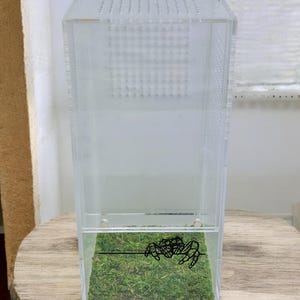 Tappetino di muschio di sfagno per recinto di ragni saltatori / Substrato per terrario di ragni / Habitat di ragni / Elementi essenziali per recinto di ragni immagine 3