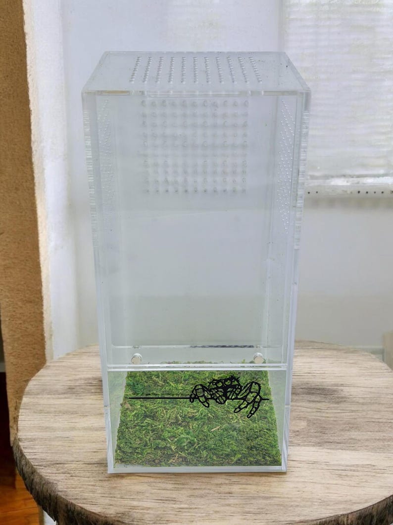 Tappetino di muschio di sfagno per recinto di ragni saltatori / Substrato per terrario di ragni / Habitat di ragni / Elementi essenziali per recinto di ragni immagine 3