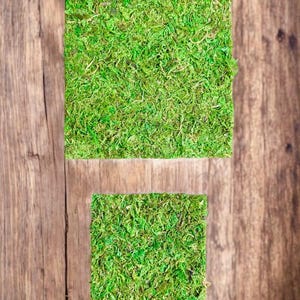 Sphagnummosmat voor springspinbehuizing | Spinnenterrariumsubstraat | Spinnenhabitat | Benodigdheden spinbehuizing