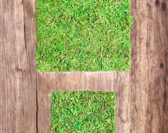 Sphagnum Moss Mat for Jumping Spider Enclosure | Spider Terrarium Substrate | Spider Habitat | Spider Enclosure Essentials