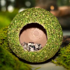 Moss Ball Hide for Jumping Spider | Spider Enclosure Decor | Natural Look Arachnid Hide | 3D Printed Spider Habitat