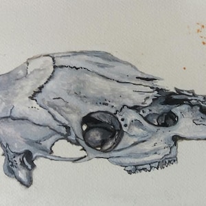 Horse skull