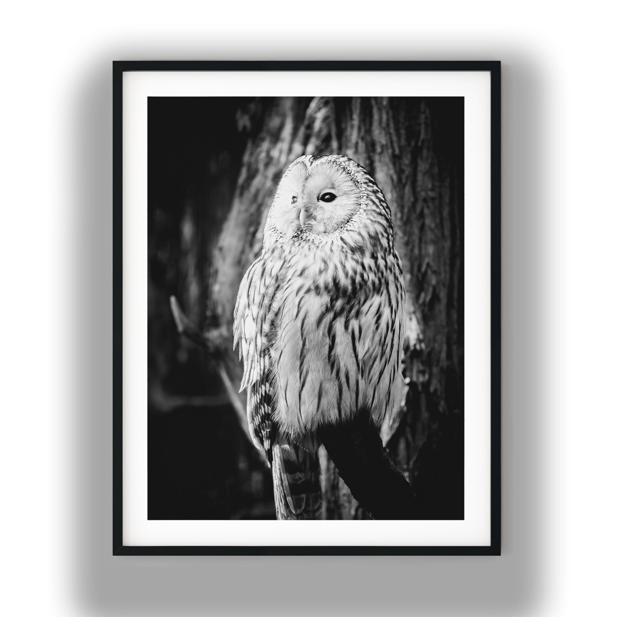Black and White Owl Print, Wise Owl Photo Wall Art, Digital Download Wildlife Photography