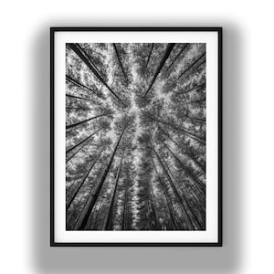 May include: Black and white framed print of tall trees reaching towards the sky. The photograph is taken from a low angle, looking up through the forest canopy. The trees are slender and densely packed, creating a sense of depth and height.