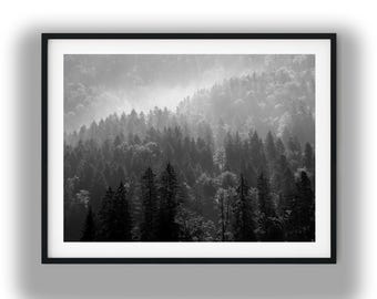 May include: A black and white framed wall art print featuring a dense forest landscape. The image displays layers of coniferous trees fading into a thick, atmospheric mist, creating a gradient of light and dark tones across the woodland scene.