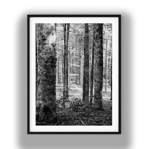 Black and White Forest Trees Photography Print, Woodland Nature Digital Download Wall Art
