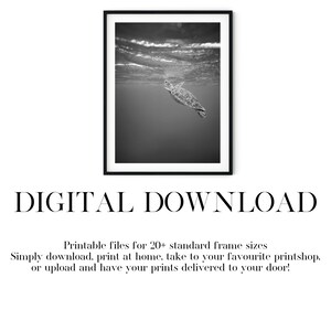 Black And White Photo Instant Digital Download Wall Art Print Swimming Turtle Image image 5