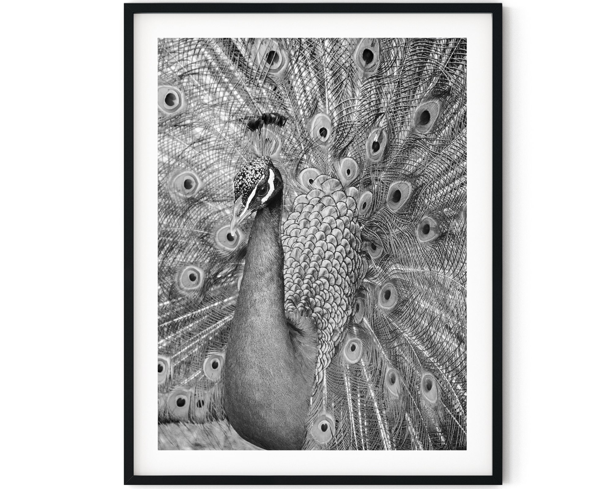Black And White Photo Instant Digital Download Wall Art Print Peacock Image