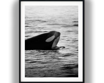 Black and White Killer Whale Photo, Orca Ocean Print, Wildlife Digital Download Wall Art