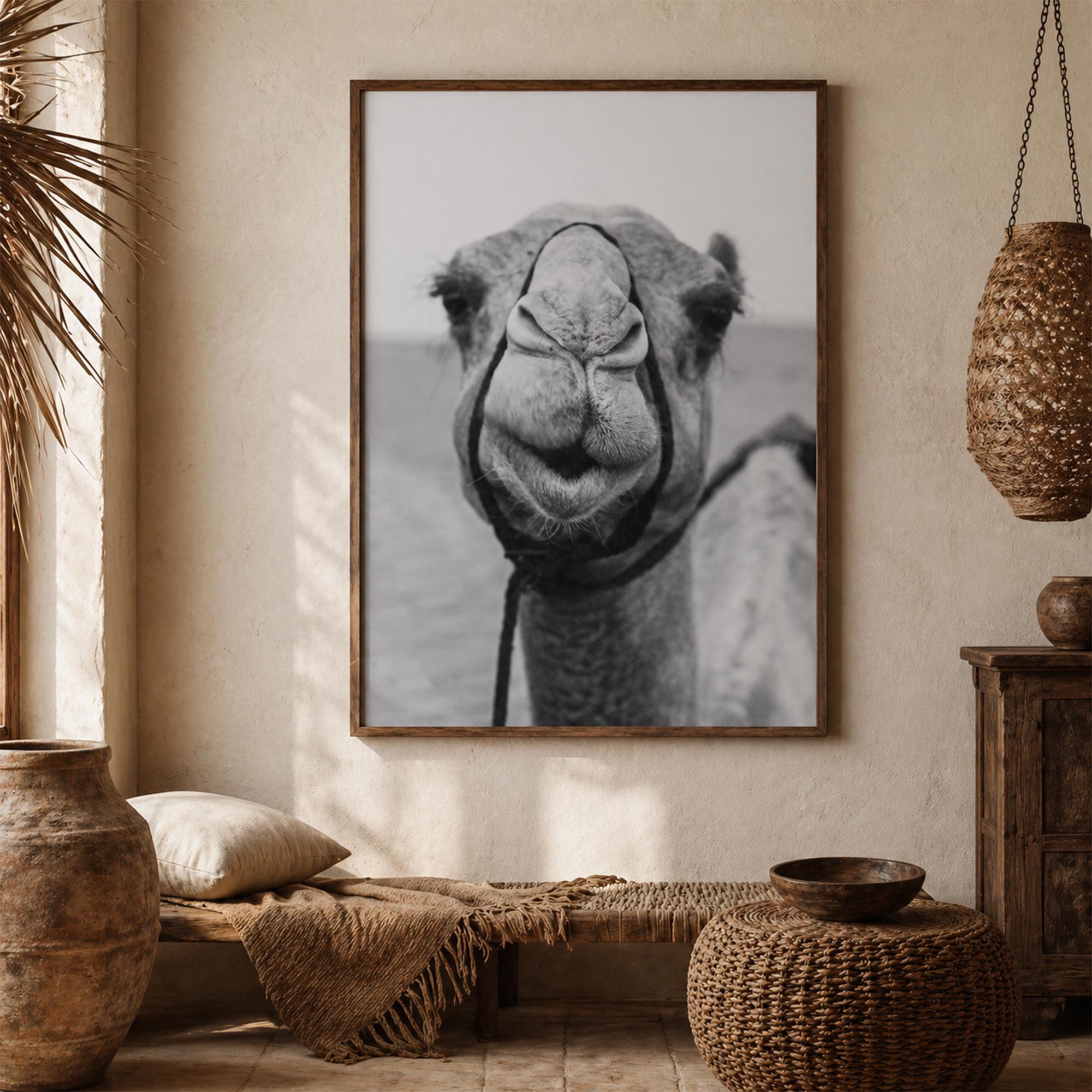 Black and White Camel Portrait Close Up, Desert Animal Photography