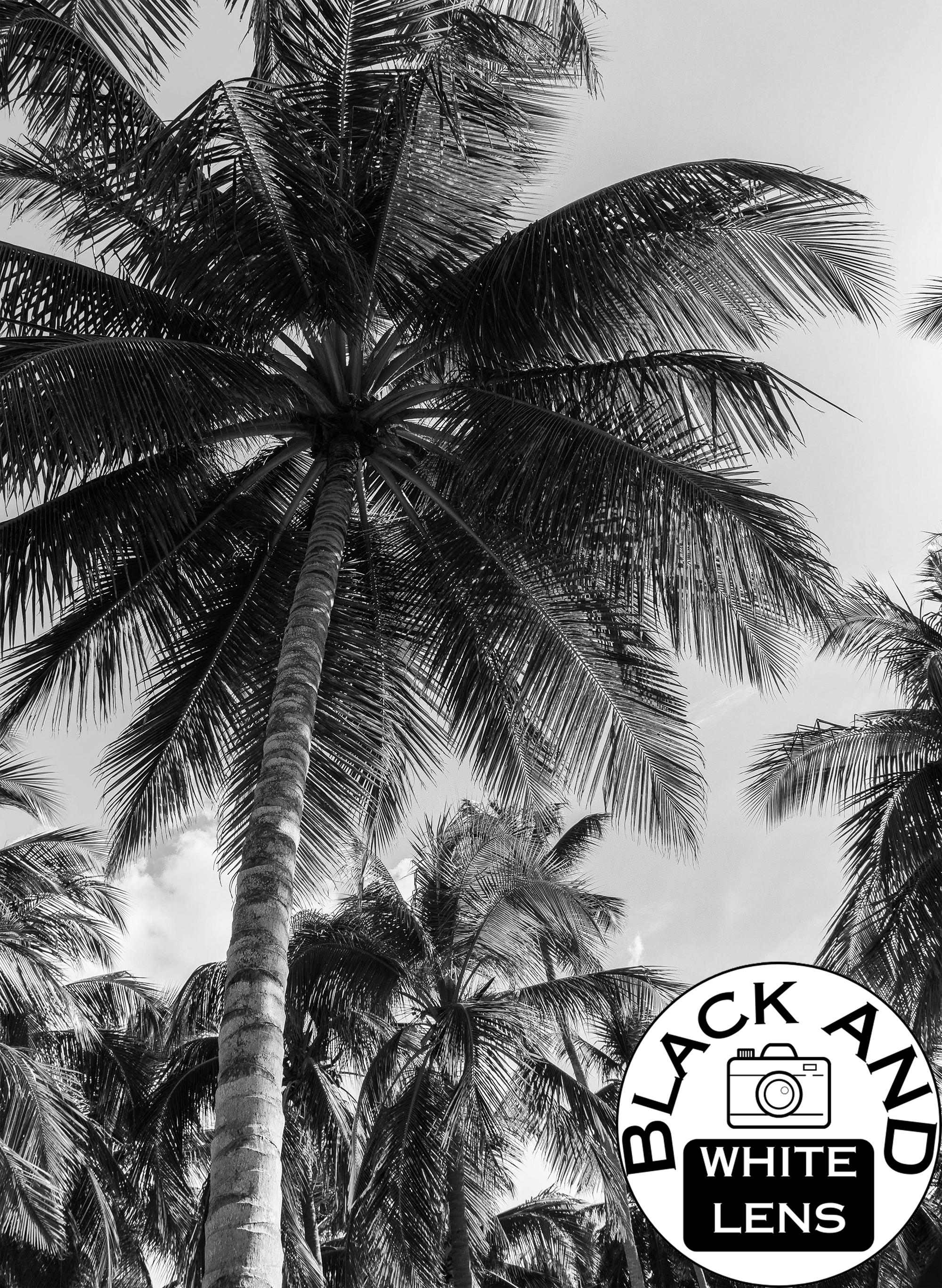 Black and White Coconut Palm Trees Print, Tropical Wall Art Photography ...