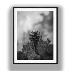Peut inclure: Une impression d'art mural encadrée en noir et blanc représentant une pomme de pin unique posée sur une souche d'arbre texturée et usée. La composition met en valeur les écailles complexes de la pomme de pin sur un fond naturel flou.