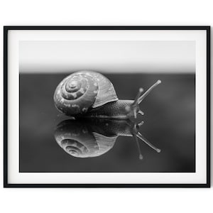 Black And White Photo Instant Digital Download Wall Art Print Snail Image