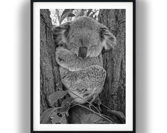 Schlafender Koala schwarz und weiß Fotografie Druck, Australian Wildlife Wandkunst, niedliches Tier Foto, Natur digitaler Download
