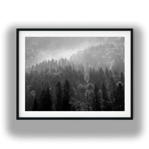 Black And White Photo Instant Digital Download Wall Art Print Pine Trees Forest Image