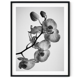 Impresión digital instantánea en blanco y negro de orquídeas y flores.