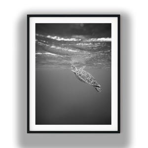 Impresión digital instantánea en blanco y negro de una tortuga nadando