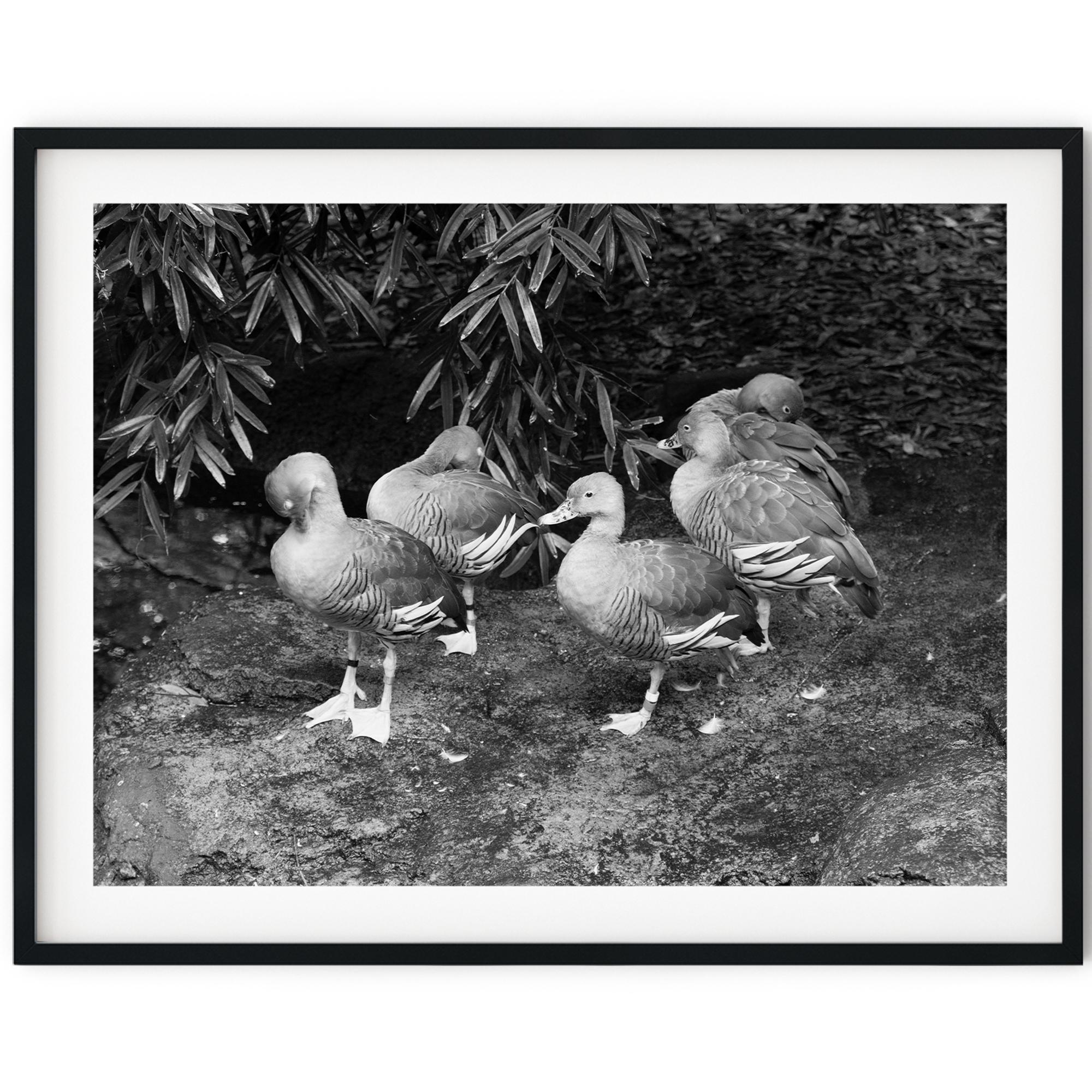 Black And White Photo Instant Digital Download Wall Art Print Plumed Whistling Ducks Image