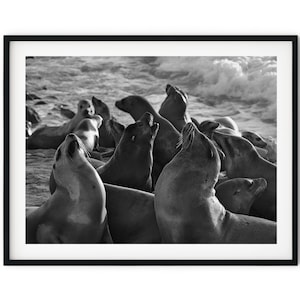 Black And White Photo Instant Digital Download Wall Art Print Seal Colony Image