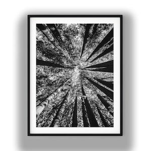 May include: Black and white framed art print featuring a low-angle perspective of tall trees reaching towards the sky. The photograph captures the intricate details of the tree trunks and foliage, creating a sense of depth and height. The artwork is framed in a black border.