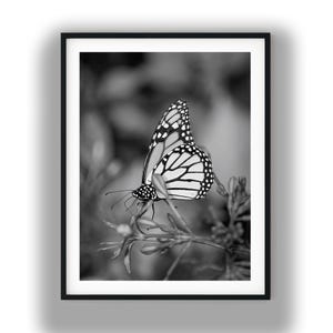 May include: A black and white framed wall art print featuring a side profile of a monarch butterfly resting on a cluster of small flower buds. The butterfly displays its characteristic wing patterns with dark veins and white spots along the edges.