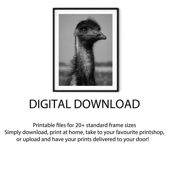 Black and White Photo Instant Digital Download Wall Art Print Emu