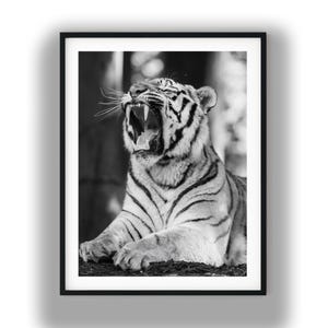 Könnte beinhalten: Ein schwarz-weiß gerahmter Wandkunstdruck, der einen Tiger mit weit geöffnetem Maul zeigt, wobei scharfe Zähne und Fangzähne sichtbar sind. Der Tiger befindet sich in einer Ruheposition mit sichtbaren Vorderpfoten und detaillierten Fellstreifen.