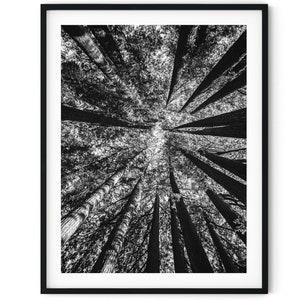 Impression d&#39;art mural en téléchargement numérique instantané en noir et blanc, image d&#39;arbres dans la forêt