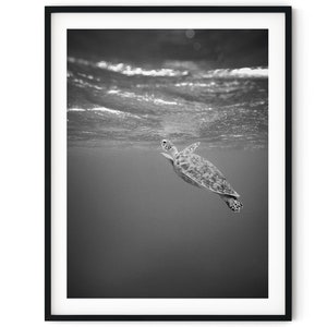 Black And White Photo Instant Digital Download Wall Art Print Swimming Turtle Image image 1