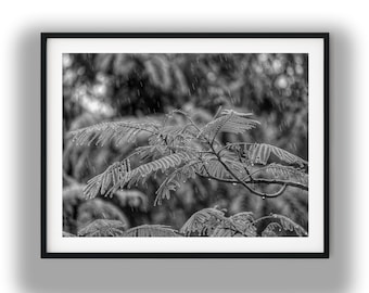 Black and White Rain on Fern Leaves Photography, Botanical Nature Digital Download Print