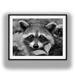 Black And White Photo Instant Digital Download Wall Art Print Raccoon Image