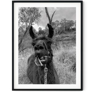 Zwart-witfoto Instant digitale download Wall Art Print lama close-up afbeelding