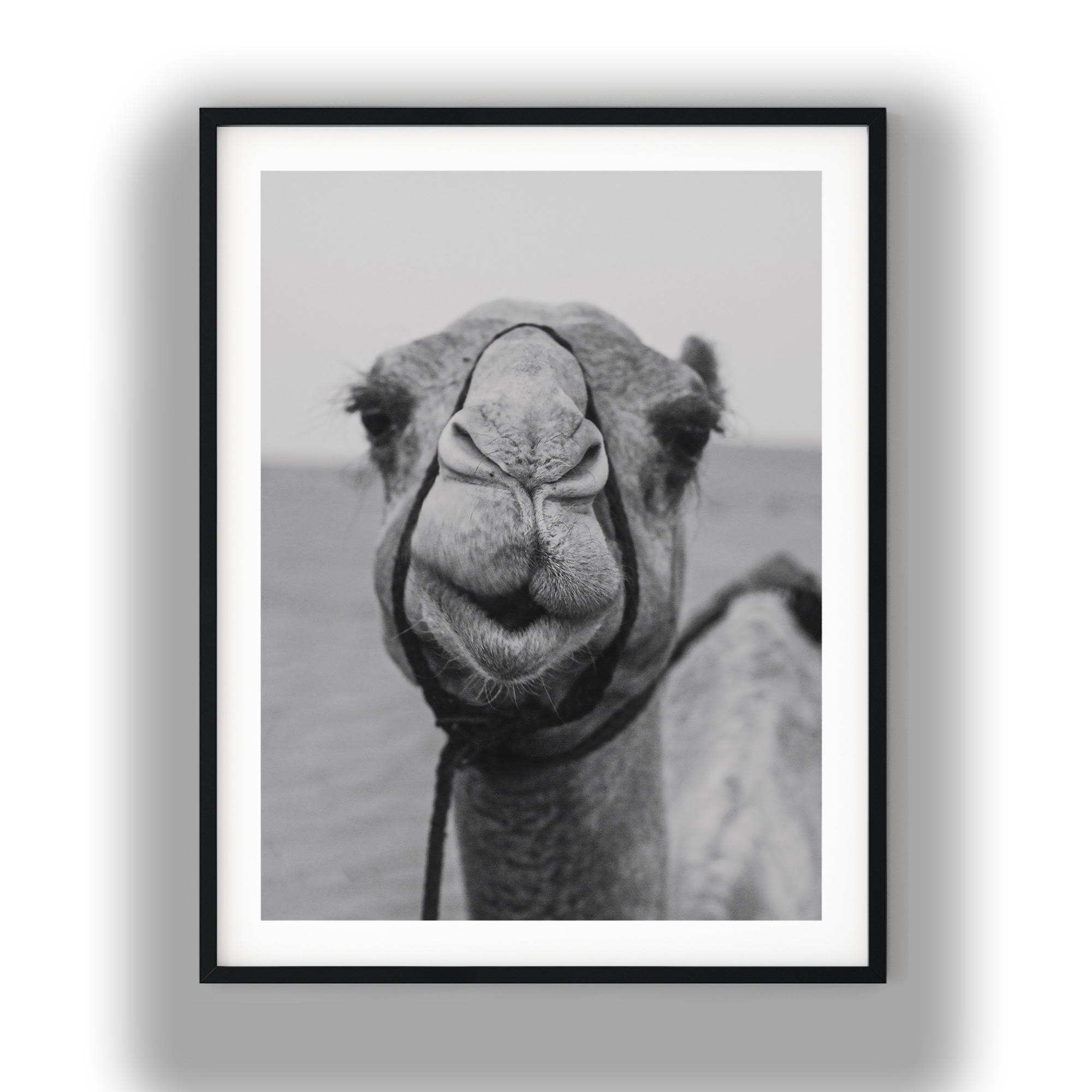 Black and White Camel Portrait Close Up, Desert Animal Photography Black and White Camel Portrait Close Up, Desert Animal Photography