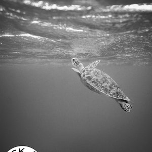 Black And White Photo Instant Digital Download Wall Art Print Swimming Turtle Image image 4