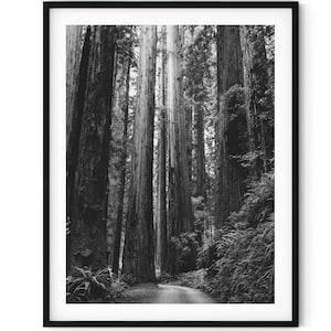 Black And White Photo Instant Digital Download Wall Art Print Redwood Forest Trees Image
