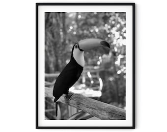 Black And White Photo Instant Digital Download Wall Art Print Toucan Bird Image