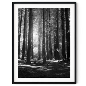 May include: A black and white photograph of a forest with tall trees and sunlight shining through the branches.