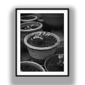 Black and White Herb Pots Photography Print, Rustic Garden Plants Digital Download