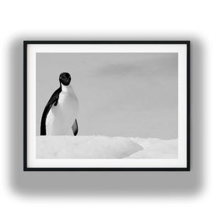 Black And White Photo Instant Digital Download Wall Art Print Curious Penguin Image
